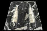 Polished Orthoceras Bookends - Morocco #108598-1